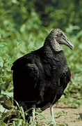 Black vulture Magnet