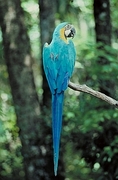 Blue and yellow macaw Magnet