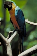 Blue and yellow macaw Poster