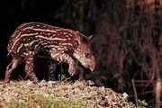 Brazilian Tapir Magnet