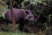Brazilian Tapir Magnet