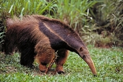 Giant anteater Magnet