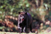 Jaguar Magnet