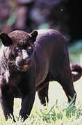 Jaguar T-Shirt