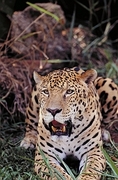 Jaguar Magnet