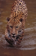 Jaguar Magnet