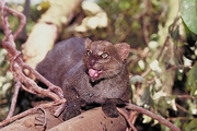 Jaguarundi Magnet