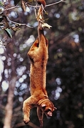 Kinkajou Magnet