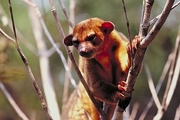 Kinkajou Magnet