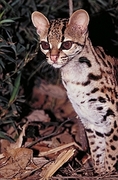Margay Cat Magnet