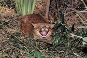 Pampas cat Magnet