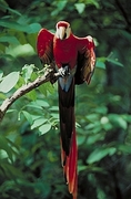 Scarlet macaw Poster
