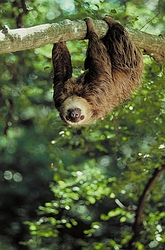 Hoffmann's two-toed sloth