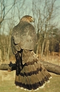 Cooper's Hawk Magnet