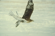 Ferruginous Hawk Magnet