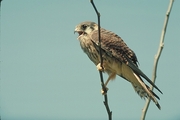 Kestrel Magnet