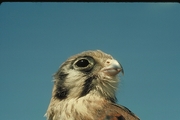 Kestrel Magnet