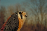 Kestrel Magnet