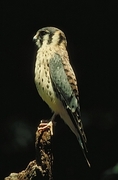 Kestrel Magnet