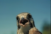 Kestrel Magnet