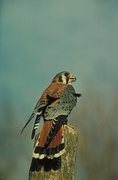 Kestrel Magnet