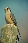 Kestrel Magnet