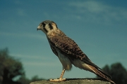 Kestrel Magnet