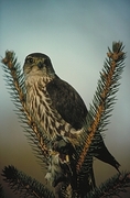 Merlin Magnet