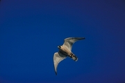 Peregrine Falcon Magnet