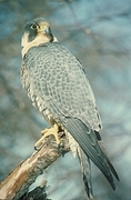Peregrine Falcon Magnet