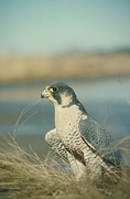 Peregrine Falcon Magnet