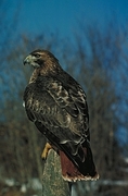 Red-Tailed Hawk Magnet