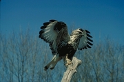 Rough-Legged Hawk Magnet