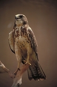 Swainson's Hawk Magnet