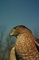 Cooper's Hawk picture