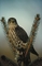 Merlin picture