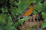 American Robin Magnet