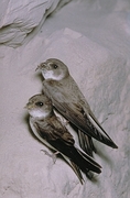 Bank Swallow Magnet
