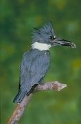 Belted Kingfisher Magnet
