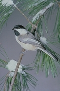 Black-capped Chickadee Magnet