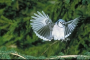 Blue Jay Magnet