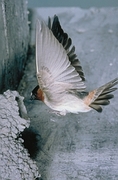 Cliff Swallow Magnet