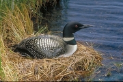 Common Loon Magnet
