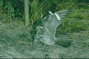 Common Nighthawk Magnet