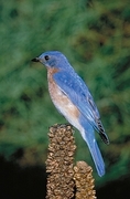 Eastern Bluebird Magnet