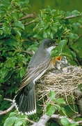 Eastern Kingbird Magnet
