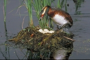 Horned Grebe Magnet