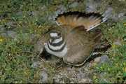 Killdeer Magnet