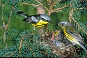 Magnolia Warbler Magnet