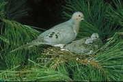Mourning Dove Magnet